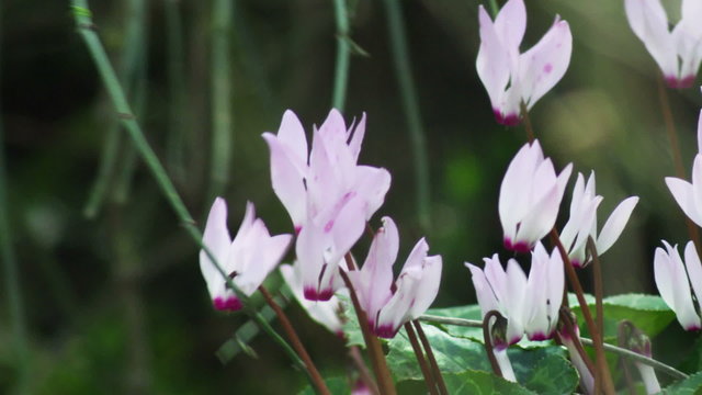 Stock Video Footage of purple and white flowers in the breeze shot in Israel at 4k with Red.
