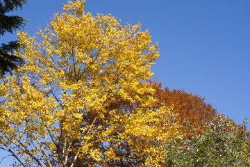 安曇のダケカンバの黄葉