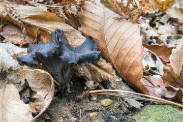 Craterellus cornucopioides - edible mushrooms in chestnut wood