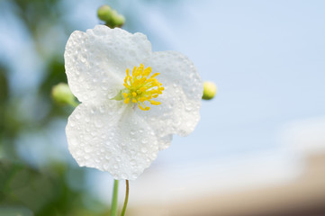 White flower of aquatic plant named Arrow Head Ame son