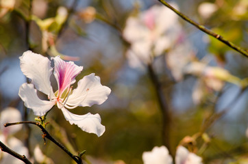 Bauhinia variegata flower