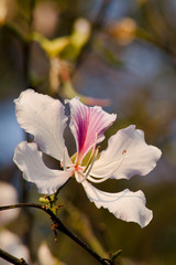 Bauhinia variegata flower