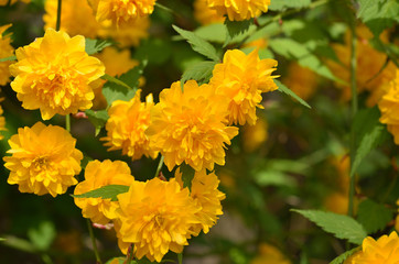 山吹　松尾大社,  Matsunoo-taisha shrine, Kyoto Japan.