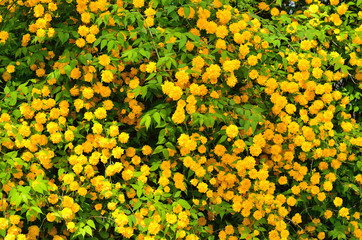 山吹　松尾大社,  Matsunoo-taisha shrine, Kyoto Japan.