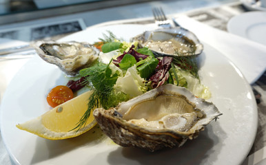 fresh oysters serving with salad
