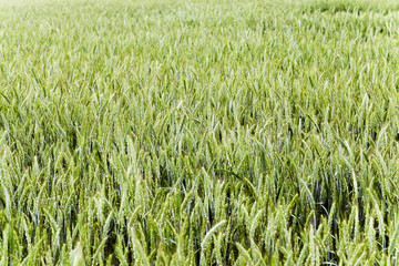 green cereals . spring