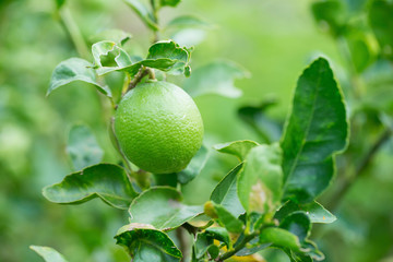 green lemon on tree