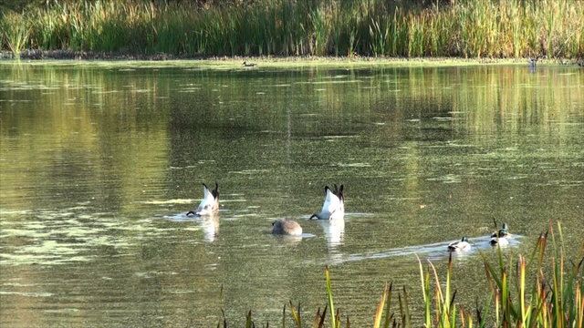 Three young geese swim at small lake.