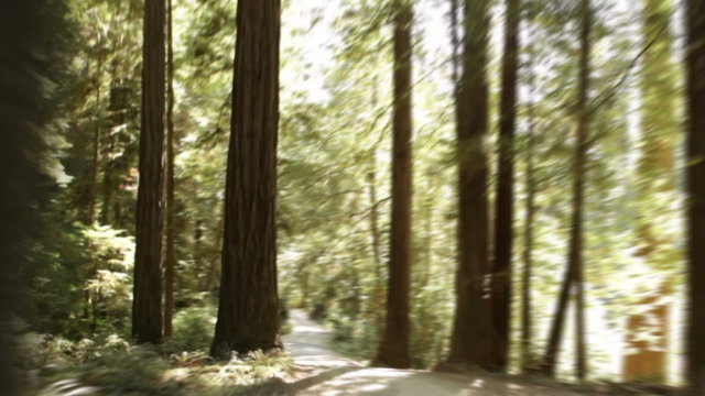 Paved path through redwood forest