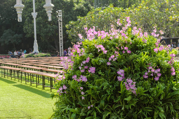 flower bed in outdoor garden