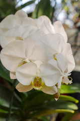Fototapeta na wymiar orchid flower in gardan park