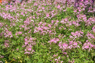 Naklejka premium pink flower in garden