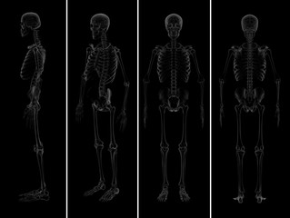 medical  illustration of the skeleton