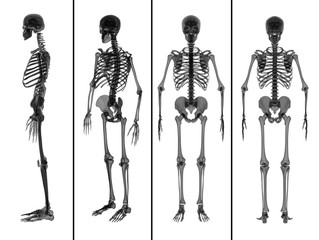 3d rendering medical  illustration of the skeleton collection