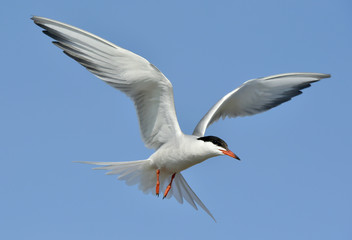 Fototapeta na wymiar Adult common tern in flight on the blue sky background. Blue Sky background