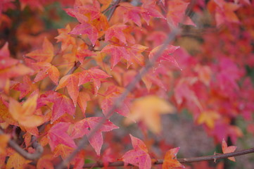 唐楓の紅葉