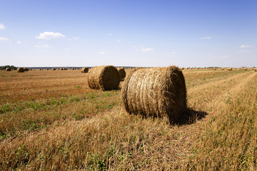 Fototapeta na wymiar bales of hay 