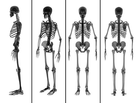 3d rendering medical  illustration of the skeleton collection