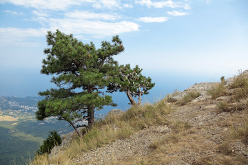 Fototapeta na wymiar Lone pine on top of mount Ai-Petri, Yalta Municipality, Republic of Crimea