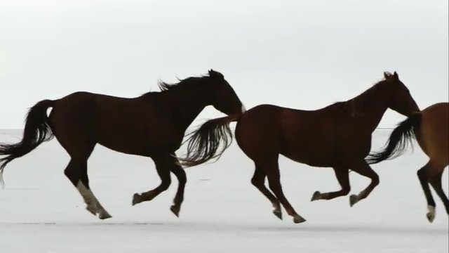 Slow motion of horses running.