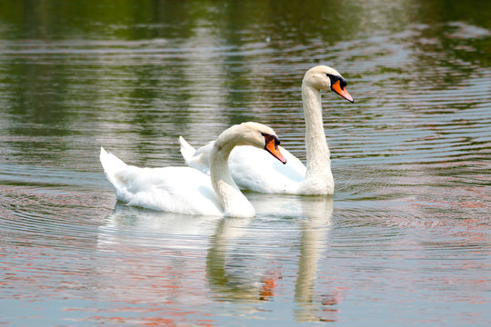 Two white swans on a lake