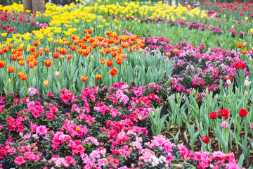 colorful of tulips flowers field .selective focus.