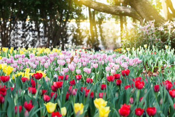 colorful of tulips flowers field .selective focus.
