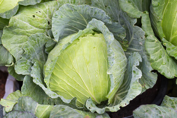 close-up of fresh cabbage in the vegetable garden