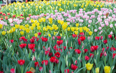 colorful of tulips flowers field .selective focus.