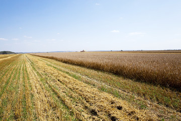 Fototapeta na wymiar mature cereals. harvest 