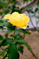 Yellow rose
