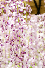Wisteria