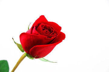 single red rose on white background