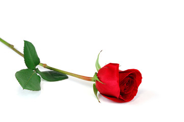 Obraz premium single rose laying on white background