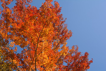 照葉峡のコハウチワカエデの紅葉