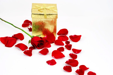 red rose, petals and gift box on white background