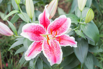 beautiful pink lily flower