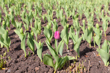 First blooming tulip