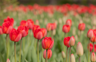 Fototapeta premium red tulips in spring
