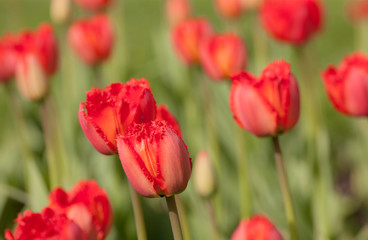 red tulips closeup