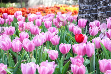 Tulip field in the mist.selective focus.