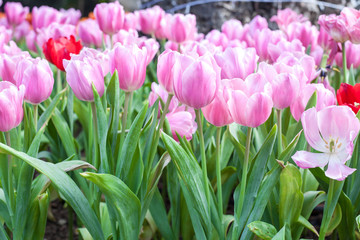 colorful of tulips flowers field .selective focus.