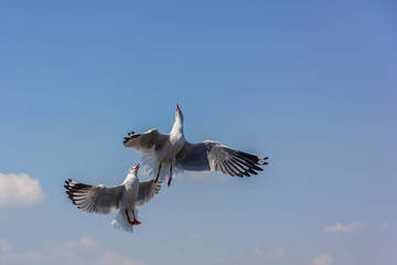 Double flying seagulls