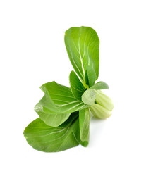 Bok choy vegetable on white background