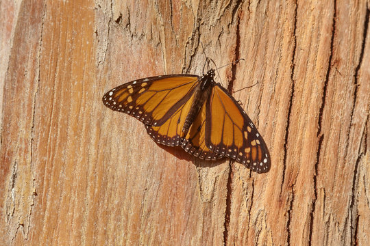Monarch Butterfly, Pismo Beach, California