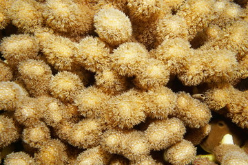 Hump coral or finger coral Porites porites