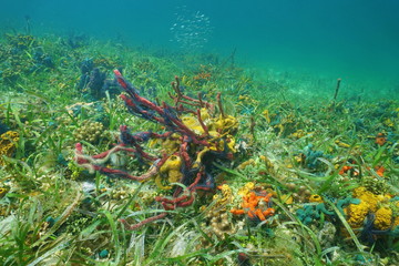 Ocean floor with colorful sea sponges