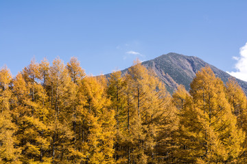 Fototapeta premium 男体山とカラマツ林の黄葉