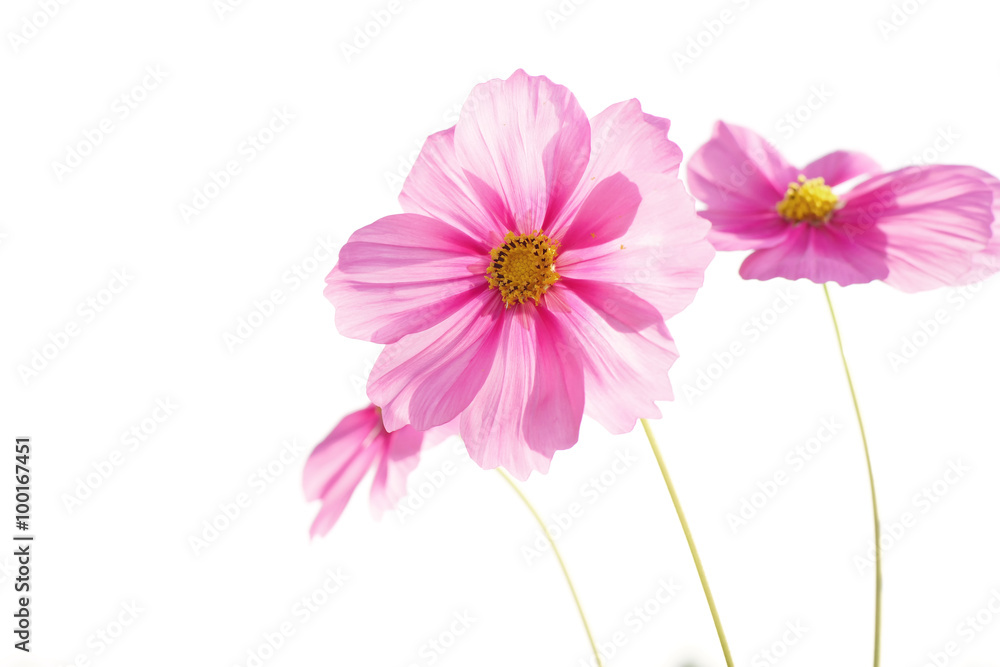 Wall mural cosmos flower isolated on white