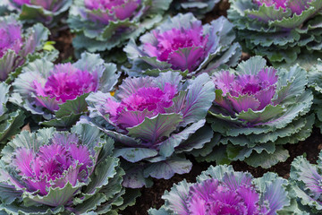 Decorative cabbage or kale, decorative cabbage